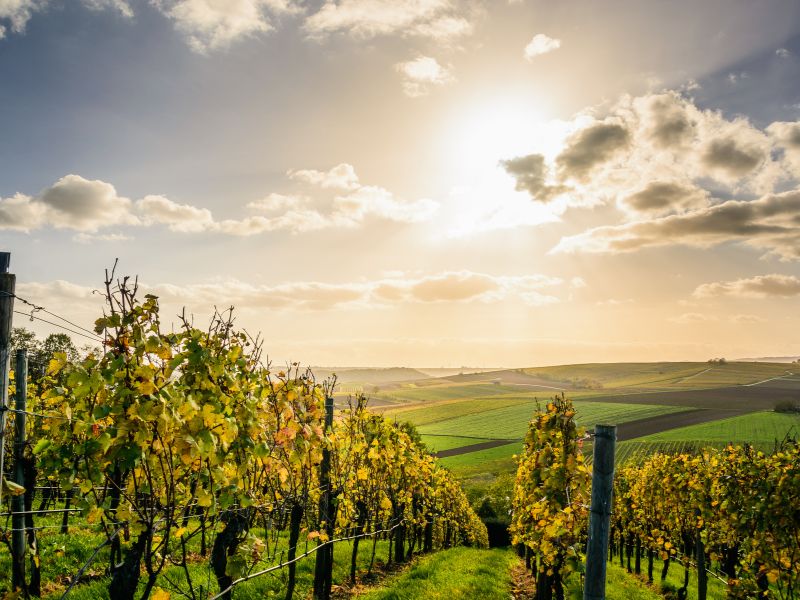 La mejor época para hacer enoturismo en la Ribera del Duero