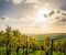 La mejor época para hacer enoturismo en la Ribera del Duero