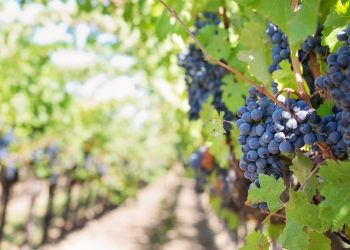 Las 5 mejores bodegas para visitar en Ribera del Duero