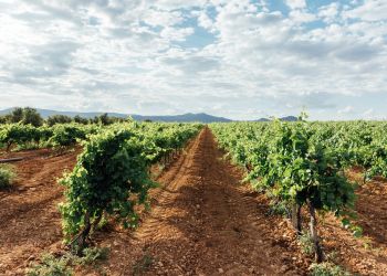 Un campo típico de viñedos