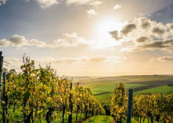 La mejor época para hacer enoturismo en la Ribera del Duero